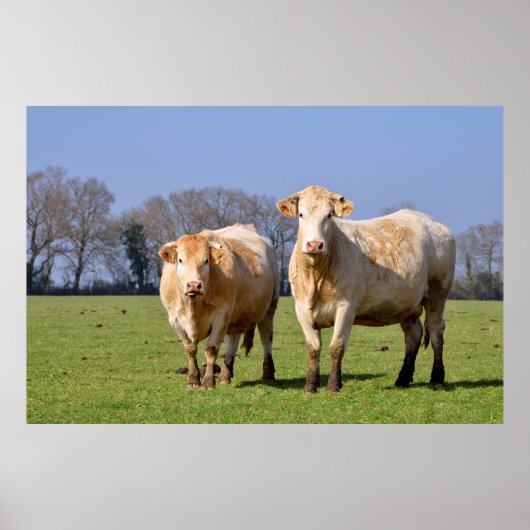 Poster Vaches dans le champ (Devant)