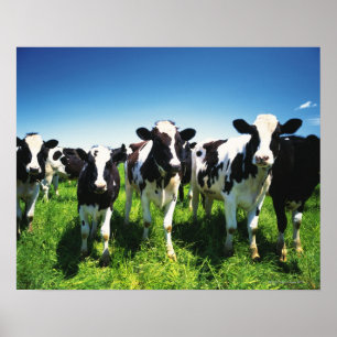 Poster Vaches dans le domaine, ville de Betsukai,