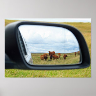Poster Vaches dans le miroir