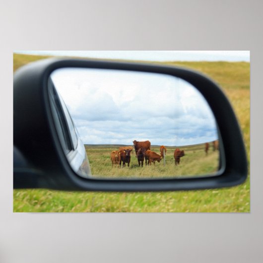 Poster Vaches dans le miroir (Devant)