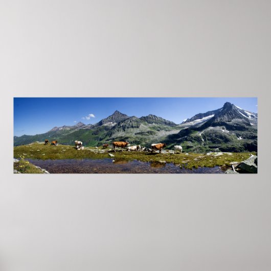 Poster Vaches Dans Les Montagnes (Devant)