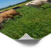 Poster Vaches dans un champ (Coin)