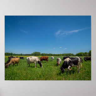 Poster Vaches dans un champ