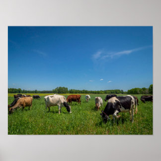 Poster Vaches dans un champ