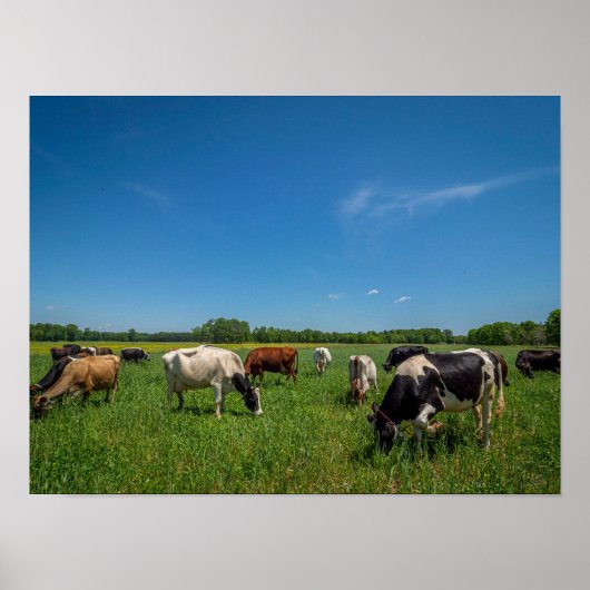 Poster Vaches dans un champ (Devant)