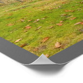 Poster Vaches de galloway ceinturées à Rockport Maine (Coin)