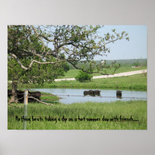 Poster Vaches de plongement maigres