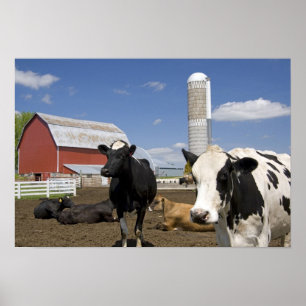 Poster Vaches devant une grange rouge et silo sur une fer