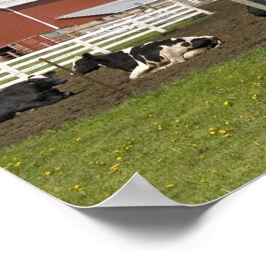 Poster Vaches devant une grange rouge et silo sur une fer (Coin)