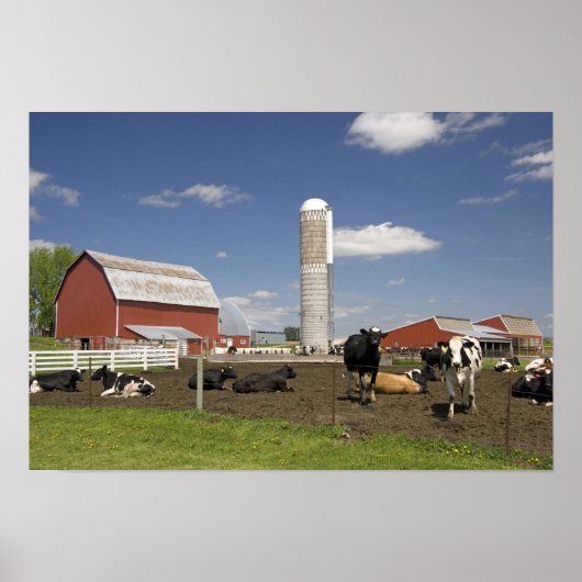 Poster Vaches devant une grange rouge et un silo dans une (Devant)