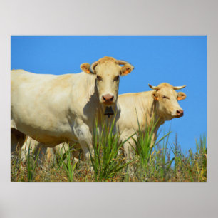 Poster Vaches en France