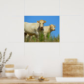 Poster Vaches en France animal (Cuisine)