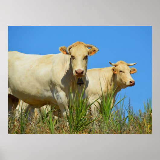 Poster Vaches en France animal (Devant)