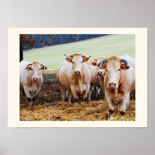 Poster Vaches françaises (Devant)