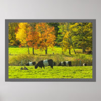Vaches Galloway Ceinturées Sur Rockport Maine Farm