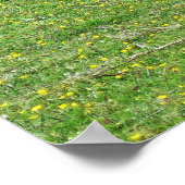 Poster Vaches Highland (Coin)