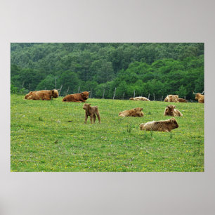 Poster Vaches Highland