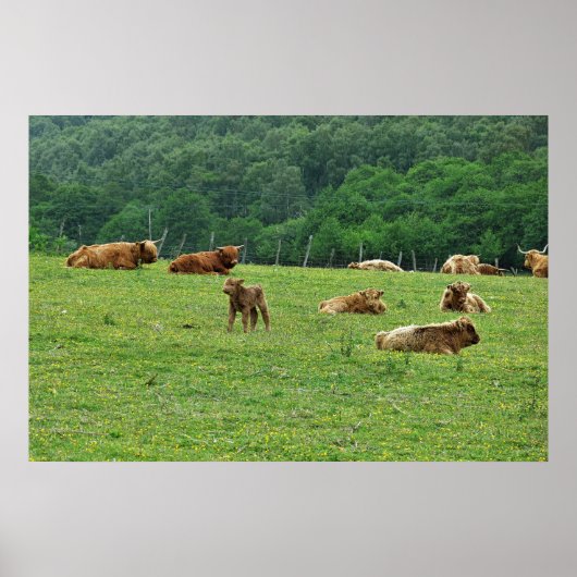 Poster Vaches Highland (Devant)