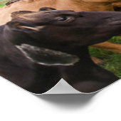 Poster Vaches islandaises (Coin)