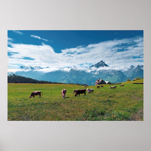 Poster Vaches joyeuses sur la ferme en Suisse (Devant)