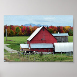 Poster Vaches laitières du Vermont à la grange
