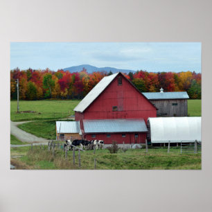Poster Vaches laitières du Vermont à la grange rouge