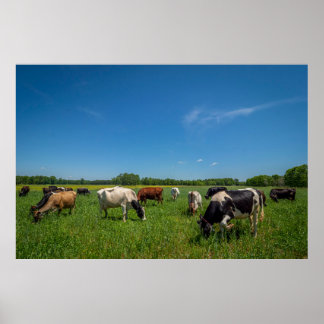 Poster Vaches paissant à Nice Farms Creamery