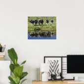 Poster Vaches réfléchies dans le canal, Henley, Taieri Pl (Bureau à domicile)