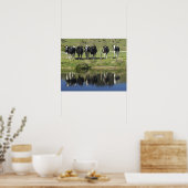 Poster Vaches réfléchies dans le canal, Henley, Taieri Pl (Cuisine)