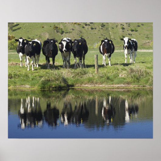 Poster Vaches réfléchies dans le canal, Henley, Taieri Pl (Devant)