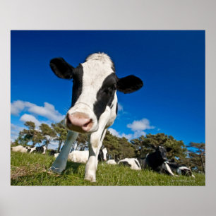 Poster Vaches se nourrissant du pâturage 2