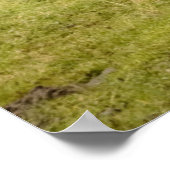 Poster Vaches sous la pluie (Coin)