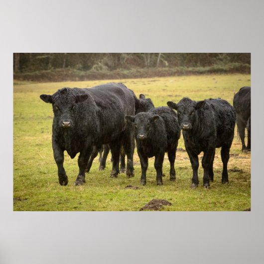 Poster Vaches sous la pluie (Devant)