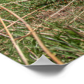 Poster Vaches suisses (Coin)