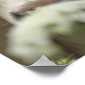 Poster Vaches suspectes (Coin)
