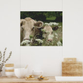 Poster Vaches suspectes (Cuisine)