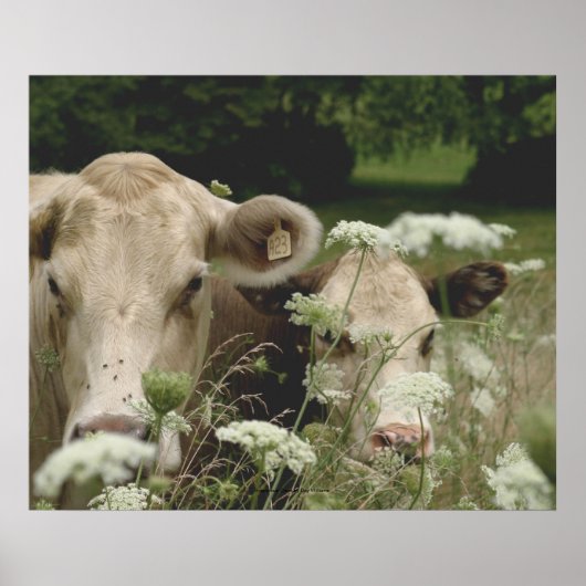 Poster Vaches suspectes (Devant)