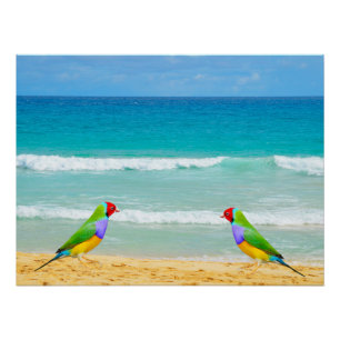 Poster Vagues, ciel et surf sur la plage de Boa Vista