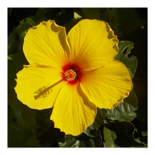 Poster Valeur de fleur d'hibiscus jaune (Devant)