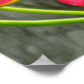 Poster Vallarta Flaming Beauty 1583 Art Imprimer (Coin)