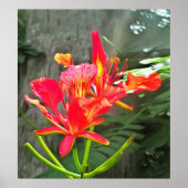 Poster Vallarta Flaming Beauty 1583 Art Imprimer (Devant)