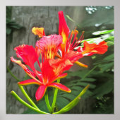 Poster Vallarta Flaming Beauty Tropical Floral 1583 Art (Devant)