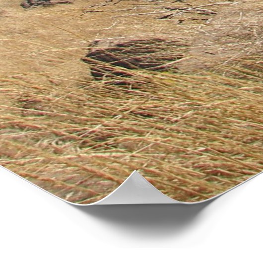 Poster Vallée (Coin)