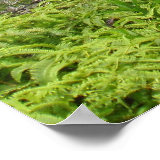 Poster Vallée de Manoa à Waikiki (Coin)