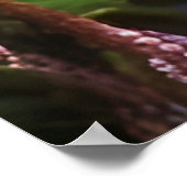 Poster Vallée de Waterfall Mountain (Coin)