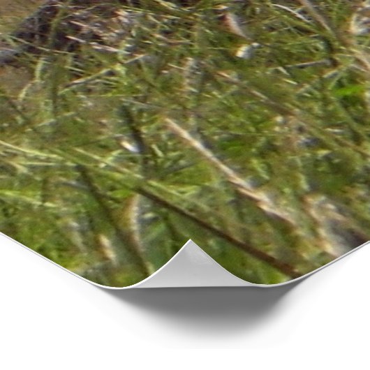 Poster Valley Forge, PA Log Cabine (Coin)