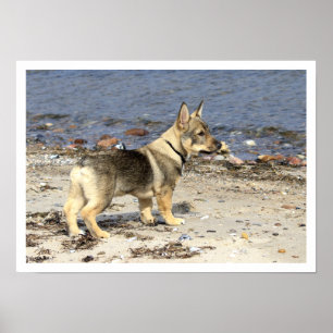 Poster Vallhund suédois sur la plage