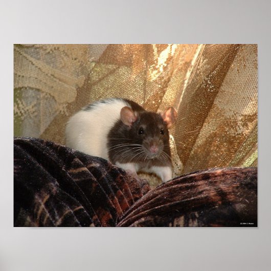 Poster van Aardvark (Voorkant)