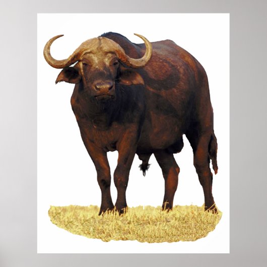 Poster van Afrikaanse waterbuffels 32 x 40 inch (Voorkant)