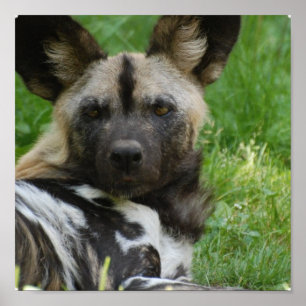Poster van Afrikaanse Wild Dog